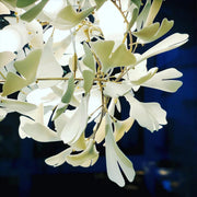 Ginkgo Grand Chandelier